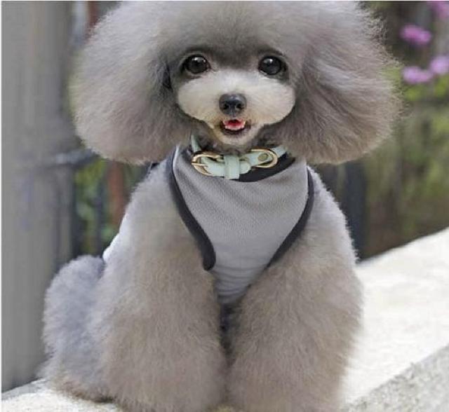 adidog メッシュタンクトップ XL グレー★新品 〜5kg位 < ペット/手芸/園芸 adidog メッシュタンクトップ XL グレー★新品 〜5kg位 < ペット/手芸/園芸の