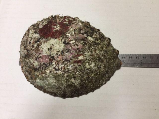 鮑 貝殻 大 中古品 < ペット/手芸/園芸  鮑 貝殻 大 中古品  < ペット/手芸/園芸の