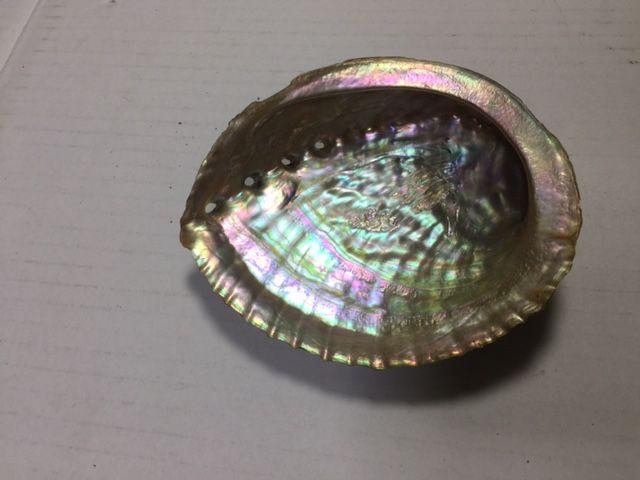 鮑 貝殻 大 中古品 < ペット/手芸/園芸  鮑 貝殻 大 中古品 < ペット/手芸/園芸の
