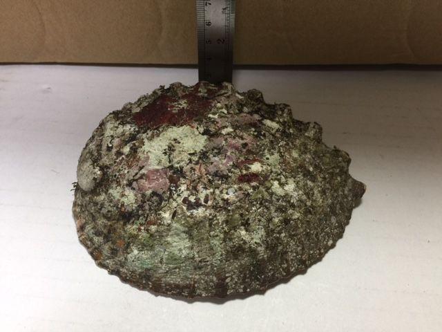 鮑 貝殻 大 中古品 < ペット/手芸/園芸  鮑 貝殻 大 中古品 < ペット/手芸/園芸の