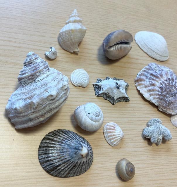 工作手芸ハンドメイド素材☆貝殻 < ペット/手芸/園芸 工作手芸ハンドメイド素材☆貝殻 < ペット/手芸/園芸の