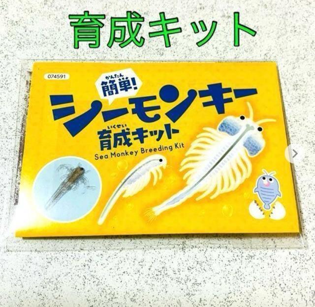 シーモンキー★育成キット 夏休み 冬休み 自由研究★ペット < ペット/手芸/園芸 シーモンキー★育成キット 夏休み 冬休み 自由研究★ペット < ペット/手芸/園芸の
