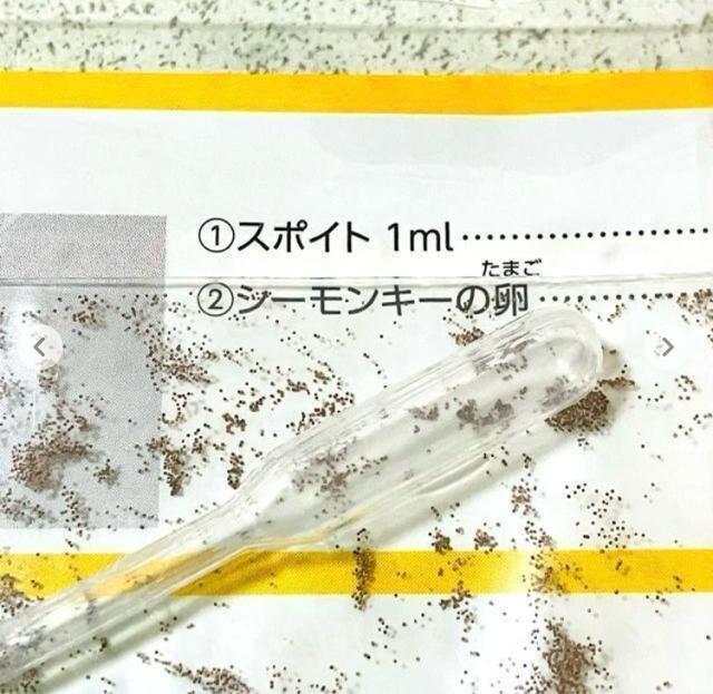 シーモンキー★育成キット 夏休み 冬休み 自由研究★ペット < ペット/手芸/園芸 シーモンキー★育成キット 夏休み 冬休み 自由研究★ペット < ペット/手芸/園芸の