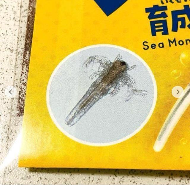 シーモンキー★育成キット 夏休み 冬休み 自由研究★ペット < ペット/手芸/園芸 シーモンキー★育成キット 夏休み 冬休み 自由研究★ペット < ペット/手芸/園芸の