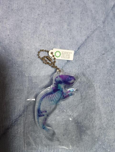 化石風キーホルダー < ホビー 化石風キーホルダー < ホビーの