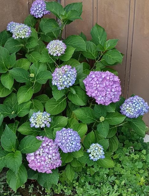黄花コスモスの花種1000粒+選べる粗品をプレゼント。安心匿名の全国送料無料です\(^o^)/ < ペット/手芸/園芸  黄花コスモスの花種1000粒+選べる粗品をプレゼント。安心匿名の全国送料無料です\(^o^)/ < ペット/手芸/園芸の