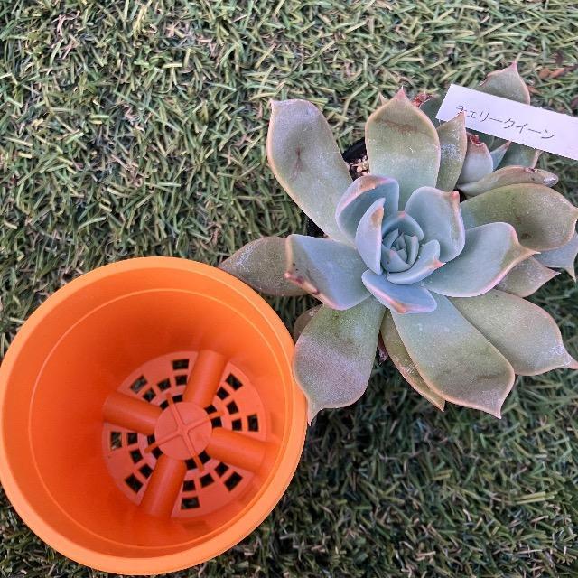 チェリークイーン 多肉 多肉植物 ピンク多肉 抜き苗 チェリークィーン 大サイズ < ペット/手芸/園芸 チェリークイーン 多肉 多肉植物 ピンク多肉 抜き苗 チェリークィーン 大サイズ < ペット/手芸/園芸の