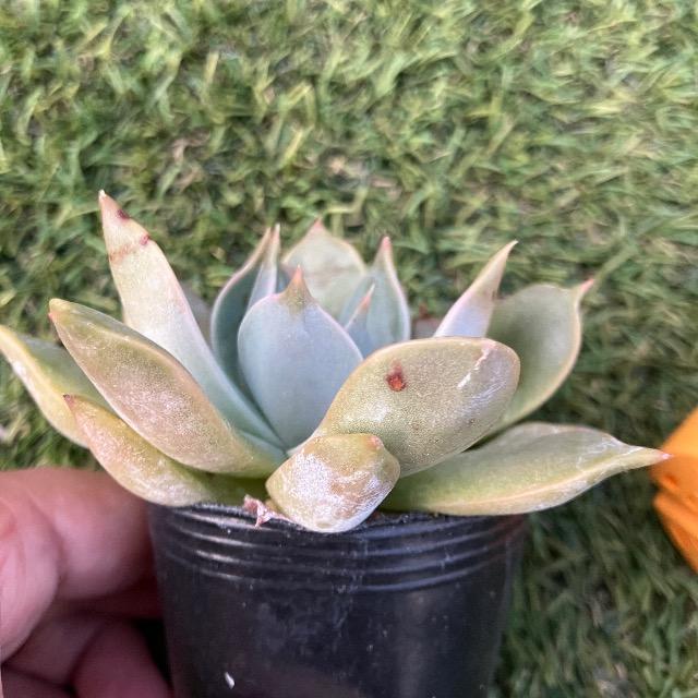 チェリークイーン 多肉 多肉植物 ピンク多肉 抜き苗 チェリークィーン 大サイズ < ペット/手芸/園芸 チェリークイーン 多肉 多肉植物 ピンク多肉 抜き苗 チェリークィーン 大サイズ < ペット/手芸/園芸の