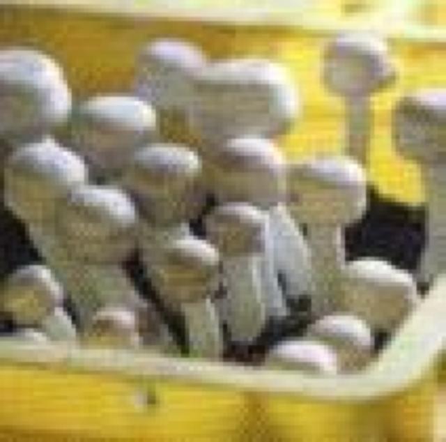 アガリクス茸 仙生露 エキスロイヤル 仙生露シリーズの超濃縮 エキス < ヘルス/ビューティー アガリクス茸 仙生露 エキスロイヤル 仙生露シリーズの超濃縮 エキス < ヘルス/ビューティーの