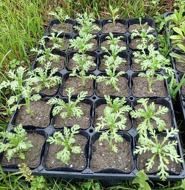 Pte̋cPQZbg{}[S[hԎ{Iׂei{Sł_(^o^)^  ybg/|/| 