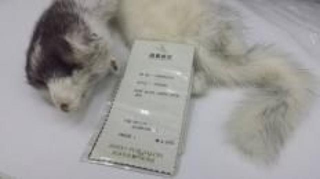 顔付き超高級ミンク マフラー 毛皮 未使用品 < 女性ファッション  顔付き超高級ミンク マフラー 毛皮 未使用品  < 女性ファッションの