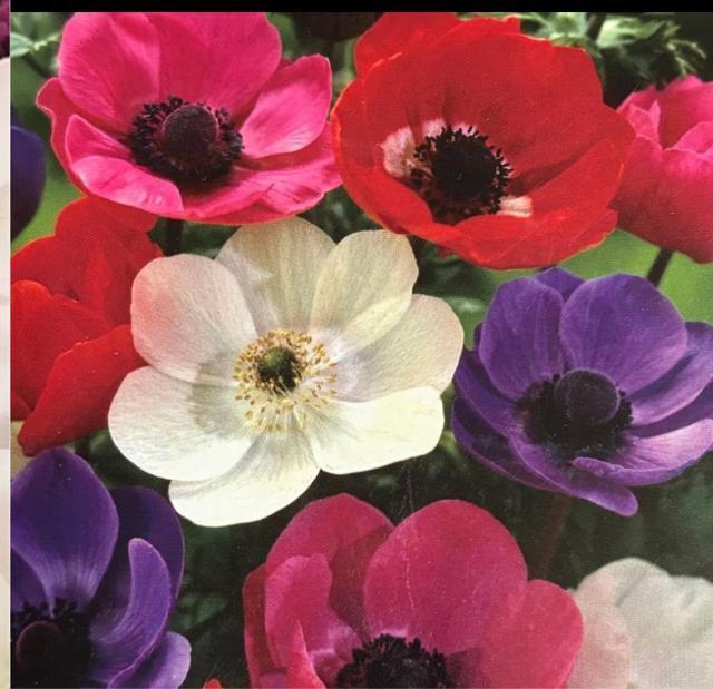 Anemone and snow drop@Zbg  ybg/|/| 