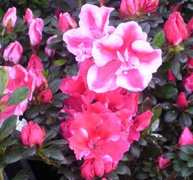 �v���ăc�c�W�y�J�����I���z12cm�|�b�g  �� �y�b�g/��|/���|�� 