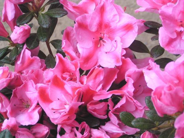 �v���ăc�c�W�y�J�����I���z12cm�|�b�g �� �y�b�g/��|/���|�� 