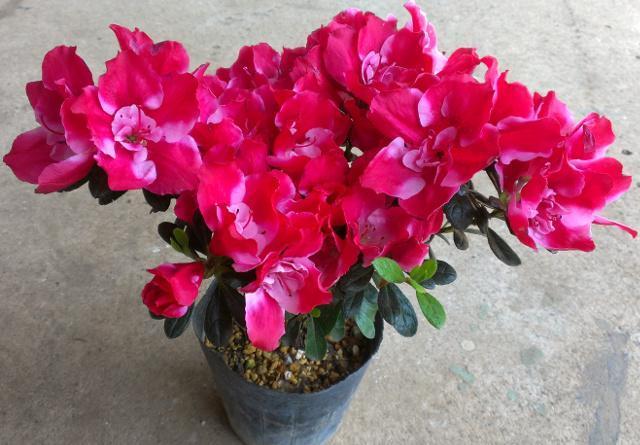 �v���ăc�c�W�y�J�����I���z12cm�|�b�g �� �y�b�g/��|/���|�� 