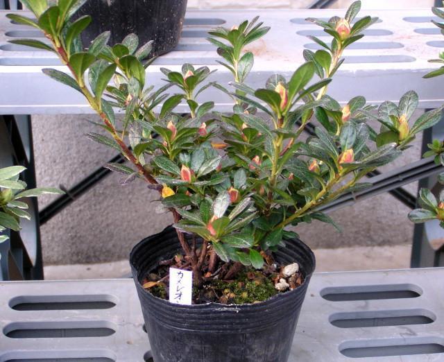 �v���ăc�c�W�y�J�����I���z12cm�|�b�g �� �y�b�g/��|/���|�� 