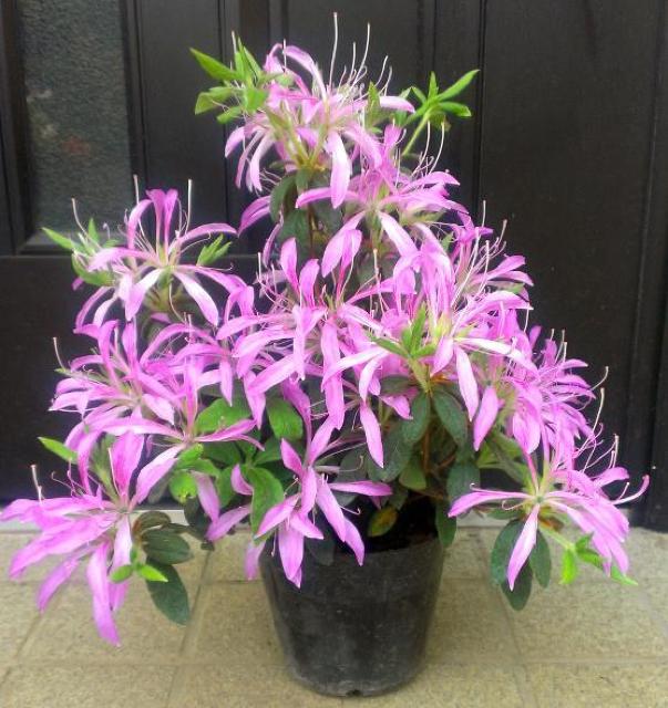 ���`�c�c�W�y�Ԏԁi�n�i�O���}�j�z12cm�|�b�g �� �y�b�g/��|/���|�� 