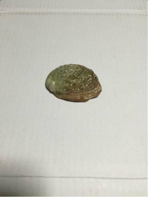 鮑 貝殻 小 中古品 < ペット/手芸/園芸  鮑 貝殻 小 中古品  < ペット/手芸/園芸の