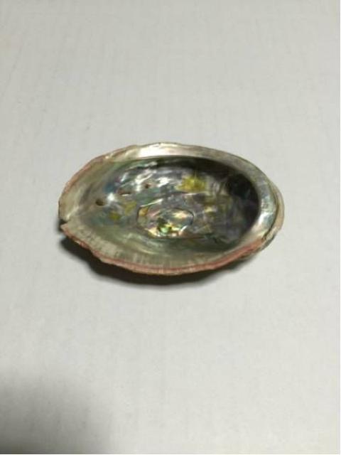 鮑 貝殻 小 中古品 < ペット/手芸/園芸  鮑 貝殻 小 中古品 < ペット/手芸/園芸の
