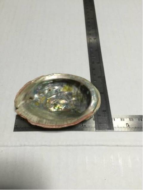 鮑 貝殻 小 中古品 < ペット/手芸/園芸  鮑 貝殻 小 中古品 < ペット/手芸/園芸の