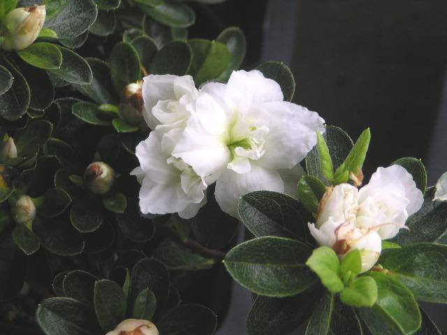 久留米ツツジ【雪牡丹(ユキボタン)】12cmポット < ペット/手芸/園芸 久留米ツツジ【雪牡丹(ユキボタン)】12cmポット < ペット/手芸/園芸の