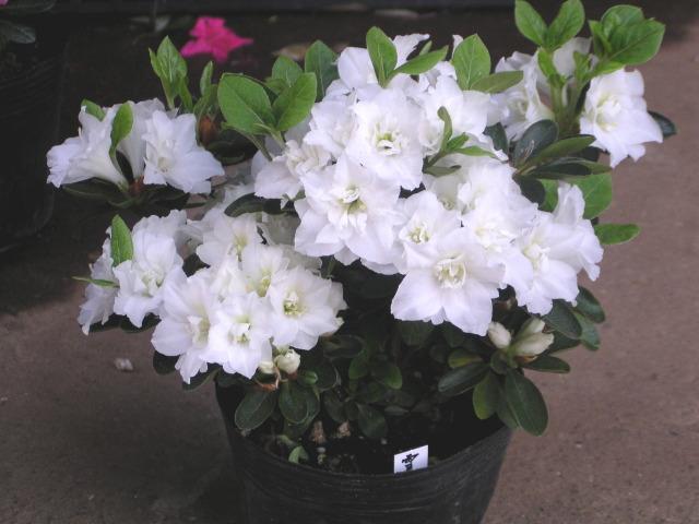 久留米ツツジ【雪牡丹(ユキボタン)】12cmポット < ペット/手芸/園芸 久留米ツツジ【雪牡丹(ユキボタン)】12cmポット < ペット/手芸/園芸の