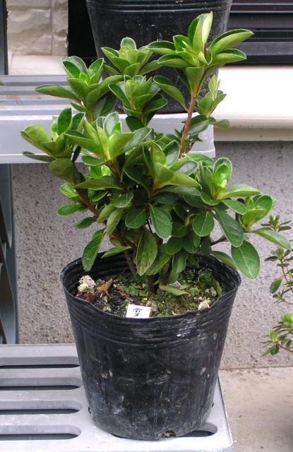 久留米ツツジ【雪牡丹(ユキボタン)】12cmポット < ペット/手芸/園芸 久留米ツツジ【雪牡丹(ユキボタン)】12cmポット < ペット/手芸/園芸の