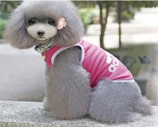 adidog メッシュタンクトップ XXL ピンク★新品 〜7kg位 < ペット/手芸/園芸  adidog メッシュタンクトップ XXL ピンク★新品 〜7kg位 < ペット/手芸/園芸の