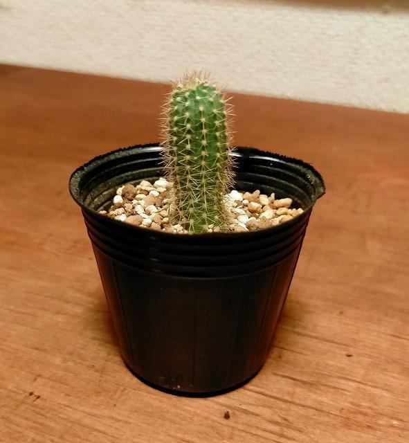 ◆スパッチ ゴールデントーチ サボテン 多肉植物 抜き苗 4cm < ペット/手芸/園芸  ◆スパッチ ゴールデントーチ サボテン 多肉植物 抜き苗 4cm  < ペット/手芸/園芸の