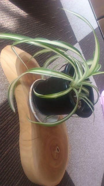 けやきの木!置き台、手作り幻想的な木模様 < インテリア/ライフ  けやきの木!置き台、手作り幻想的な木模様 < インテリア/ライフの