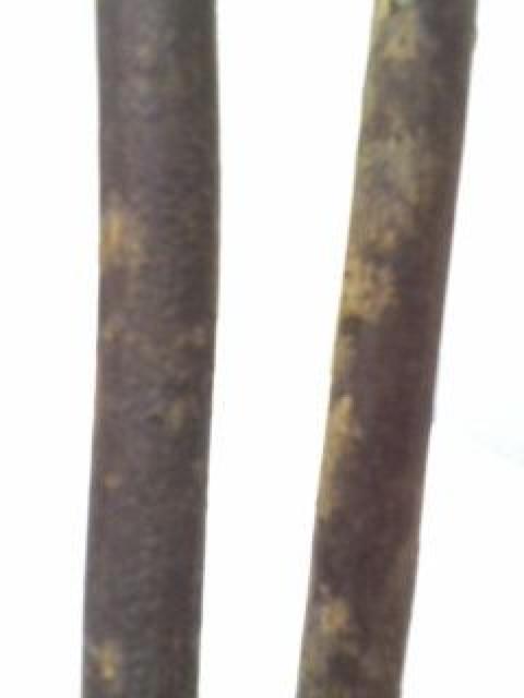 本物の木の枝◎鉛筆2本◎ナチュラルインテリアに◎ < インテリア/ライフ 本物の木の枝◎鉛筆2本◎ナチュラルインテリアに◎ < インテリア/ライフの