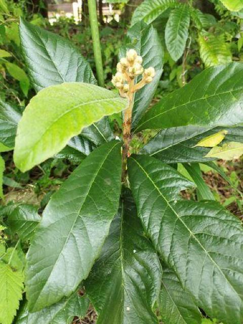 枇杷の葉100枚(生葉)・無農薬 < グルメ/ドリンク  枇杷の葉100枚(生葉)・無農薬  < グルメ/ドリンクの