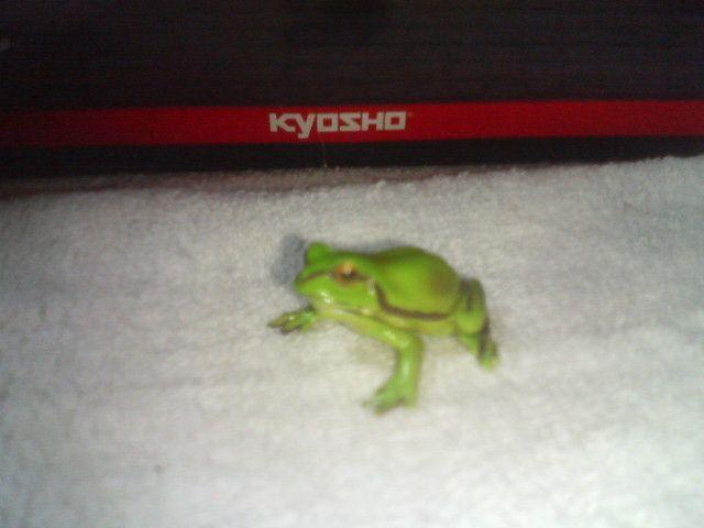 フルタ 日本の動物コレクション1 ニホンアマガエル < ホビー フルタ 日本の動物コレクション1 ニホンアマガエル < ホビーの