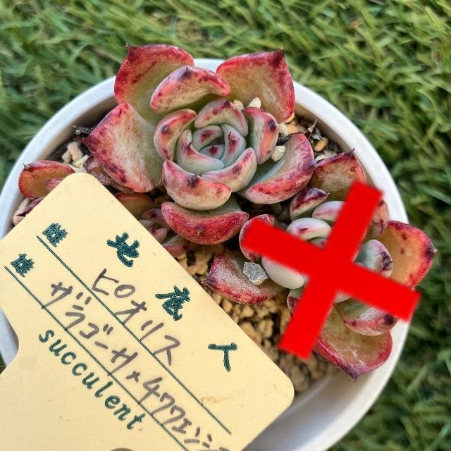 ピオリス×(ザラゴーサ×チワワエンシス) 地底人さん 抜き苗 多肉 多肉植物 < ペット/手芸/園芸 ピオリス×(ザラゴーサ×チワワエンシス) 地底人さん 抜き苗 多肉 多肉植物 < ペット/手芸/園芸の