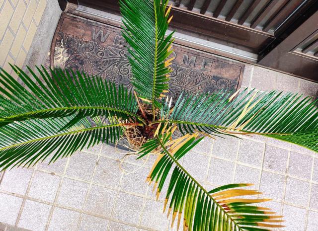 蘇鉄 ソテツ 観葉植物 < ペット/手芸/園芸  蘇鉄 ソテツ 観葉植物  < ペット/手芸/園芸の