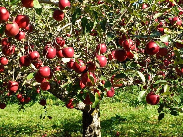 �X��� �g�� �󂠂� �_��������������悭���̂܂ܐH�ׂ�ƊÎ_���ς��ĔZ���Ȗ��킢 2.5�s��12�� �ϓ�����y6133�z �� �O����/�h�����N�� 