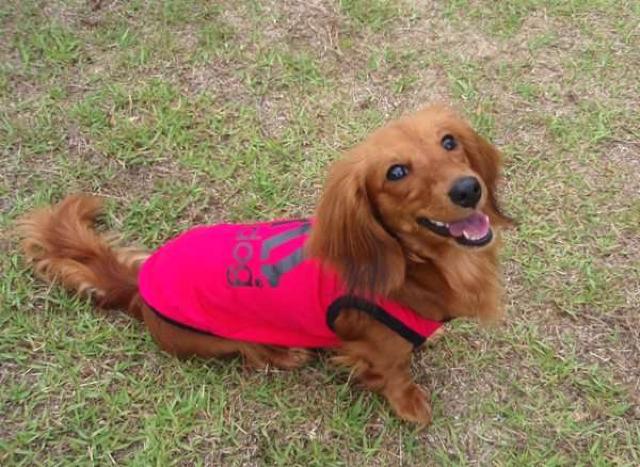 adidogタンクトップ 3号 (S) スカイブルー★新品 〜2kg位 < ペット/手芸/園芸  adidogタンクトップ 3号 (S) スカイブルー★新品 〜2kg位 < ペット/手芸/園芸の