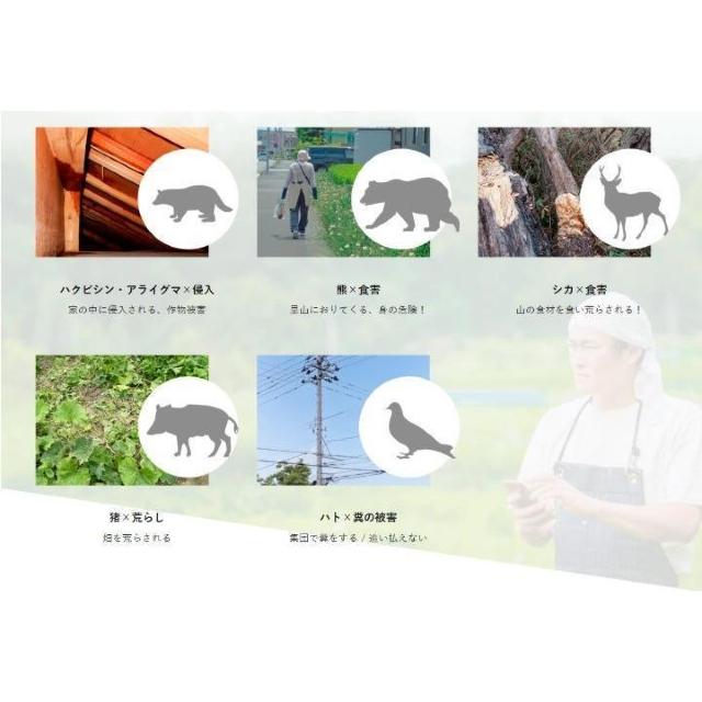 株式会社グリーンスリーヴス ファイヤースメールZ 500ml 害獣対策 クマ ハクビシン 鳩 鹿 猪 アライグマ < インテリア/ライフ 株式会社グリーンスリーヴス ファイヤースメールZ 500ml 害獣対策 クマ ハクビシン 鳩 鹿 猪 アライグマ < インテリア/ライフの