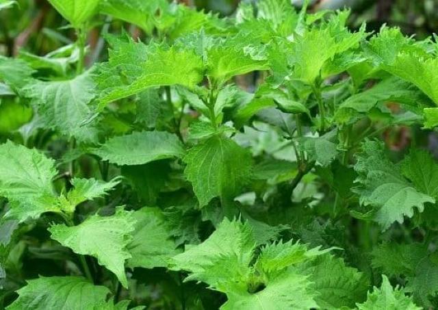 最高級、柿の木の苗木と、季節のお鉢苗セット+選べる粗品をプレゼント致します。\(^o^)/ < ペット/手芸/園芸  最高級、柿の木の苗木と、季節のお鉢苗セット+選べる粗品をプレゼント致します。\(^o^)/ < ペット/手芸/園芸の