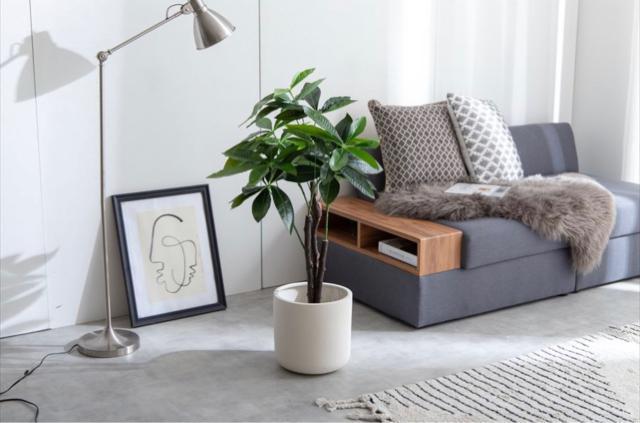 【送料無料】観葉植物 パキラ 光触媒人工観葉植物 インテリア 置物 < インテリア/ライフ 【送料無料】観葉植物 パキラ 光触媒人工観葉植物 インテリア 置物 < インテリア/ライフの