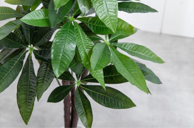 【送料無料】観葉植物 パキラ 光触媒人工観葉植物 インテリア 置物 < インテリア/ライフ 【送料無料】観葉植物 パキラ 光触媒人工観葉植物 インテリア 置物 < インテリア/ライフの