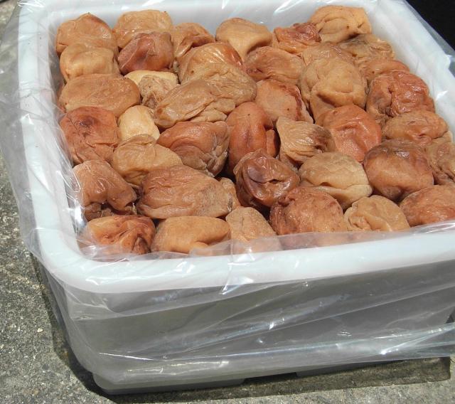 KiOIB̓썂~@~PL(EMELTCY)菝EjL聚   O/hN 