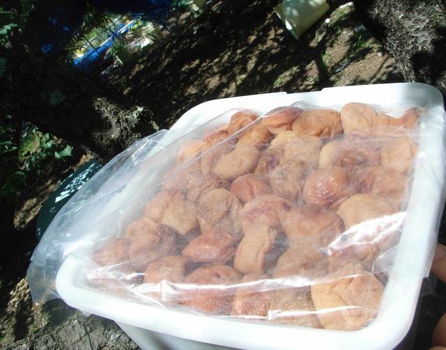 KiOIB̓썂~@~PL(EMELTCY)菝EjL聚  O/hN 