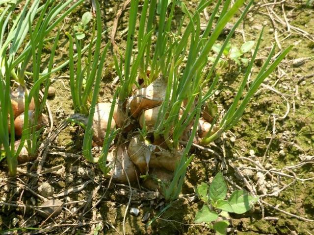 16Zbgʂ˂@ lGӂʂ˂  ybg/|/| 