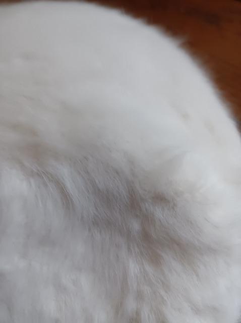 Brownie★柔らか.ふわふわ.ふんわふわベレー帽.白★めちゃかわ★綺麗★新品同様★ブラウニー★ < 女性ファッション  Brownie★柔らか.ふわふわ.ふんわふわベレー帽.白★めちゃかわ★綺麗★新品同様★ブラウニー★ < 女性ファッションの