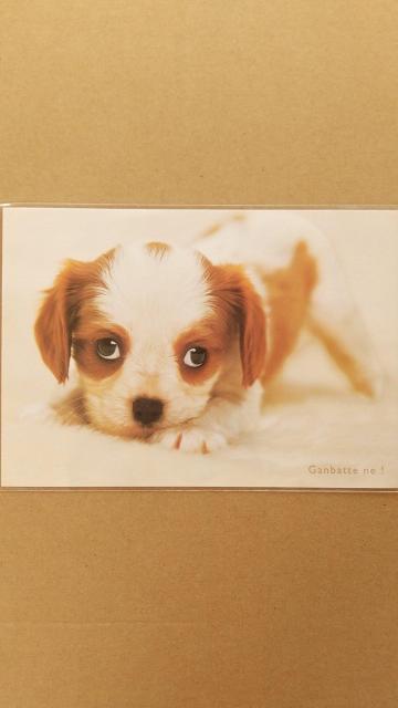キャバリア 子犬のポストカード  < ホビー  キャバリア 子犬のポストカード   < ホビーの