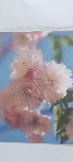 ポストカード 桜 D(新品) < インテリア/ライフ ポストカード 桜 D(新品) < インテリア/ライフの