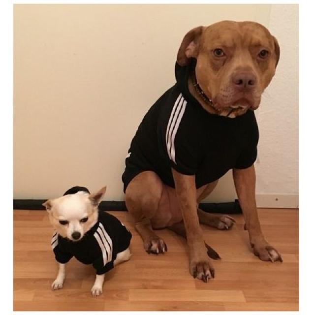 adidog 裏起毛パーカー L ブラック★新品 〜5kg位 < ペット/手芸/園芸 adidog 裏起毛パーカー L ブラック★新品 〜5kg位 < ペット/手芸/園芸の