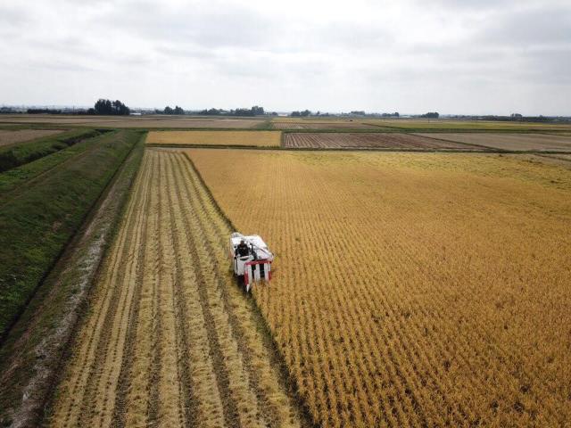 �ߘa�U�N�Y�@�L�@�엿�ā@10Kg 