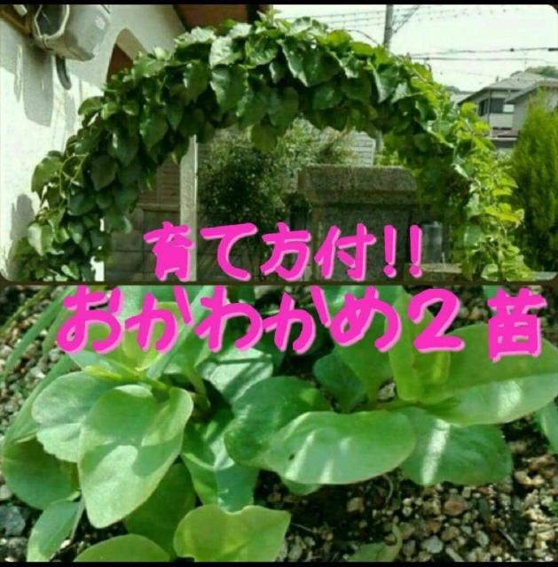 ミネラル8倍!抜き苗・おかわかめ2株■オカワカメ・雲南百薬(うんなんひゃくやく)アカザカズラ < ペット/手芸/園芸 ミネラル8倍!抜き苗・おかわかめ2株■オカワカメ・雲南百薬(うんなんひゃくやく)アカザカズラ < ペット/手芸/園芸の